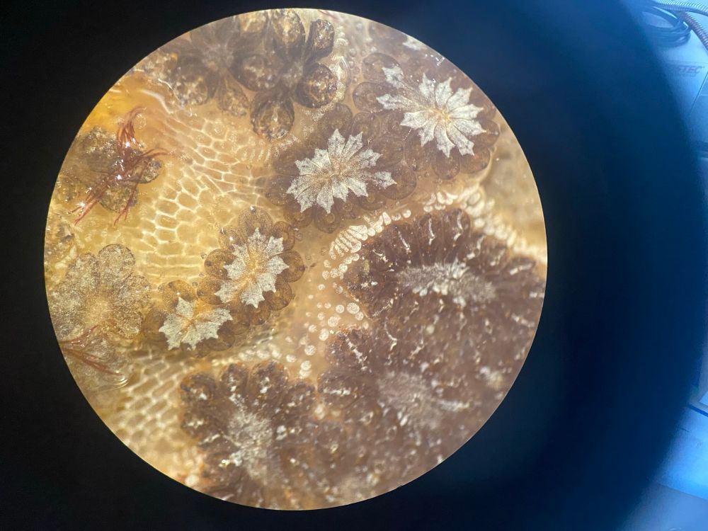 Tunicate under microscope 