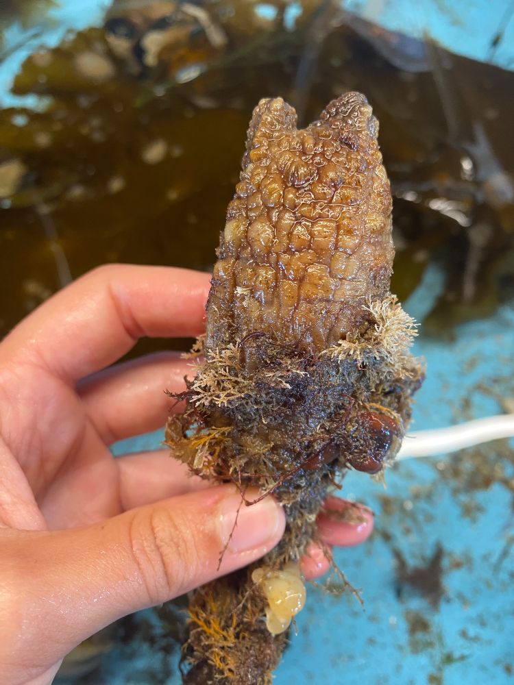 Holding a solitary brown tunicate 