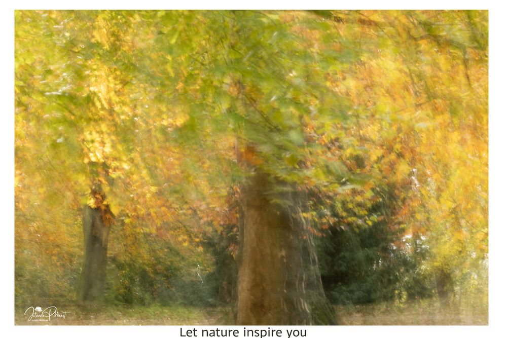 Een dromerige foto van een herfstboom