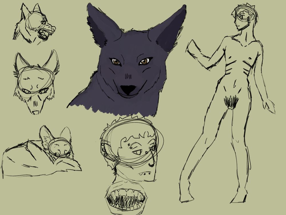 Several drawn images of werecoyote!Harrowhark. To the left are three images of coyote shifted harrowhark that's just lineart. The top left is harrowhark in profile facing to the right, snarling at something unseen. The middle left is a front facing harrowhark looking haggard. The bottom left is harrow lying down with large eyes and hiding behind her tail with only eyes and ears showing. 
In the middle is a colored coyote harrowhark with blue-black fur and brown eyes. Beneath that is a 3/4 view of harrowhark facing right looking bored with multiple piercings in her lip, nose, eyebrows, and ear. Beneath that is a up-close view of harrowhark's teeth, which the canines are sharper and longer than a human's teeth. 
In the right hand is a naked image of Harrowhark, portraying how skinny and starved looking she is. She has top surgery scars with false ribs tattooed underneath her scars. She has a full bush. 