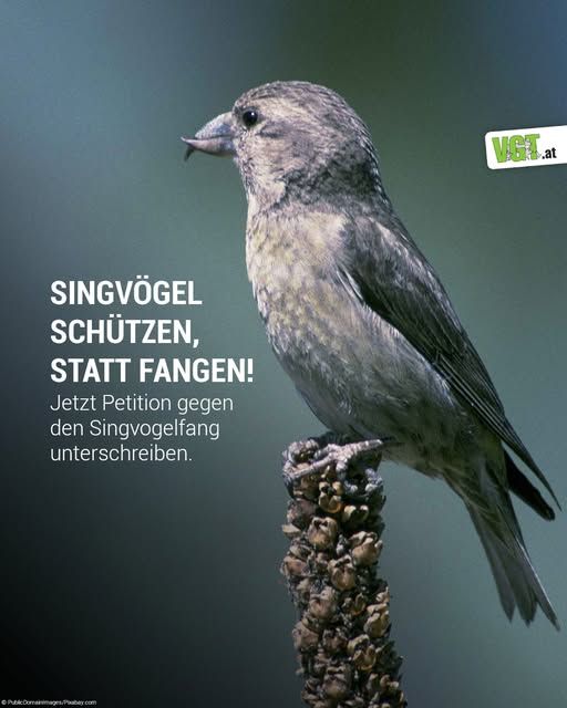 weiblicher Kreuzschnabel mit grauen Federn und typisch gekreuzten Schnabel sitzend auf Pflanze, dunkler Hintergrund - links daneben ist ein Aufruf Singvögel zu schützen 