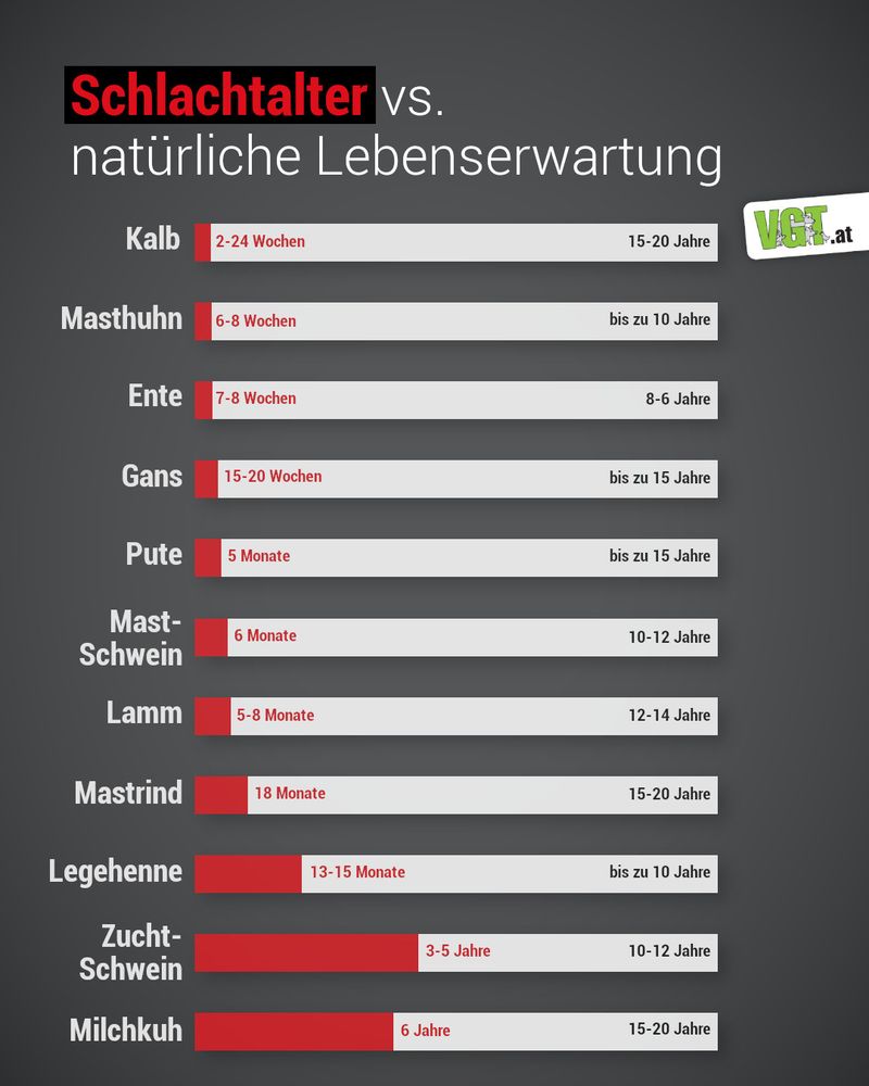 Das Bild zeigt eine Grafik zum Thema Schlachtalter vs. natürliche Lebenserwartung. Hervor geht, dass jedes Tier viel früher getötet wird, als seine natürliche Lebenserwartung wäre. Der rote Balken ist das Schlachtalter, der weiße die natürliche Lebenserwartung. 