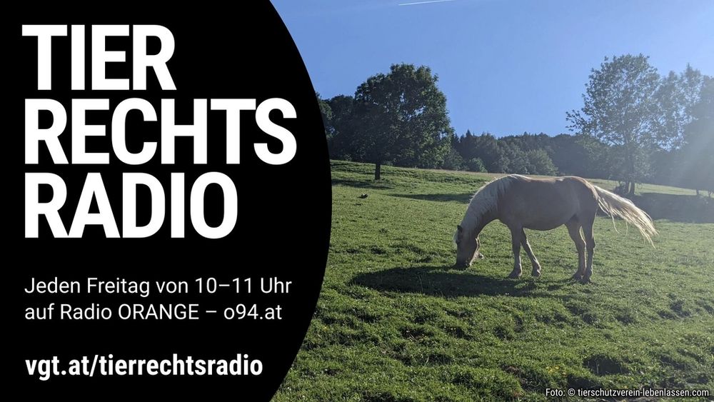 Das Bild zeigt eine neue Sendung des Tierrechtsradios. Es geht um den Lebenshof „Leben lassen“. Zu sehen ein Pferd auf weiten Wiesen. 