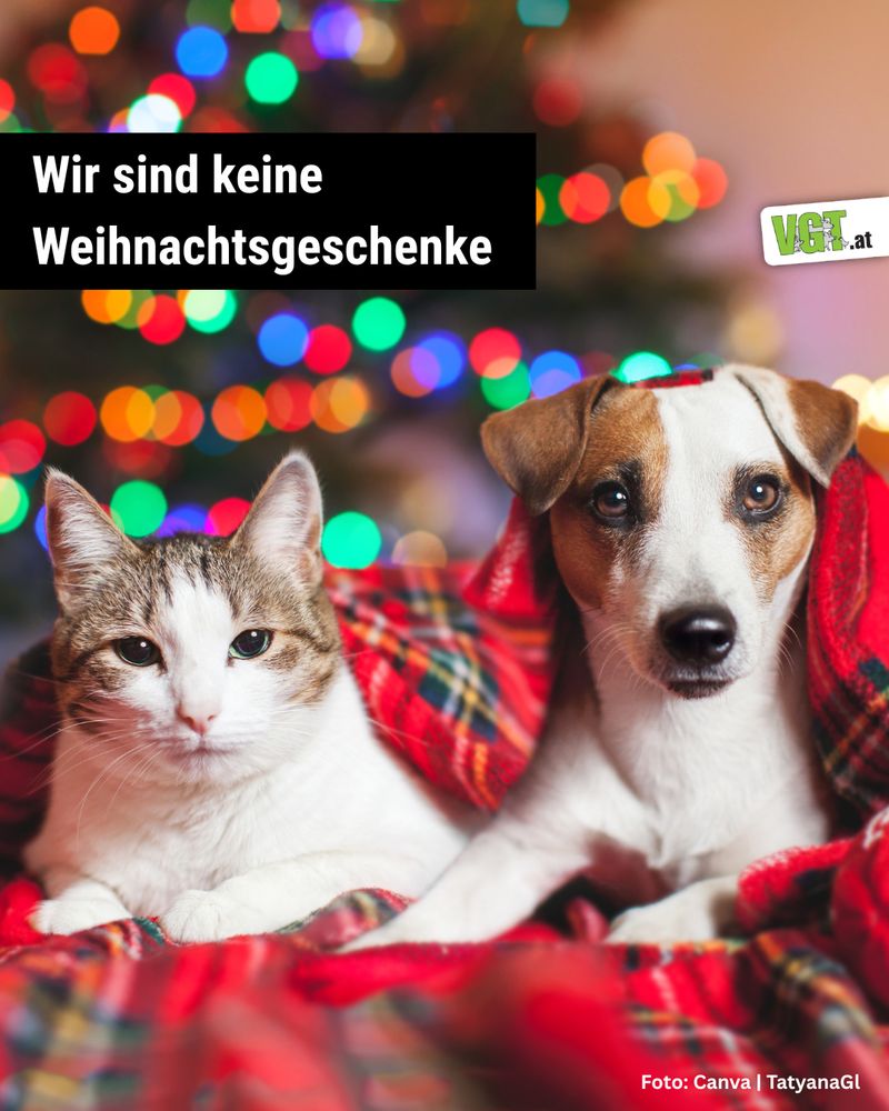 Hund und Katze in rotem Tuch vor Christbaum. Darüber steht Wir sind keine Weihnachtsgeschenke. 