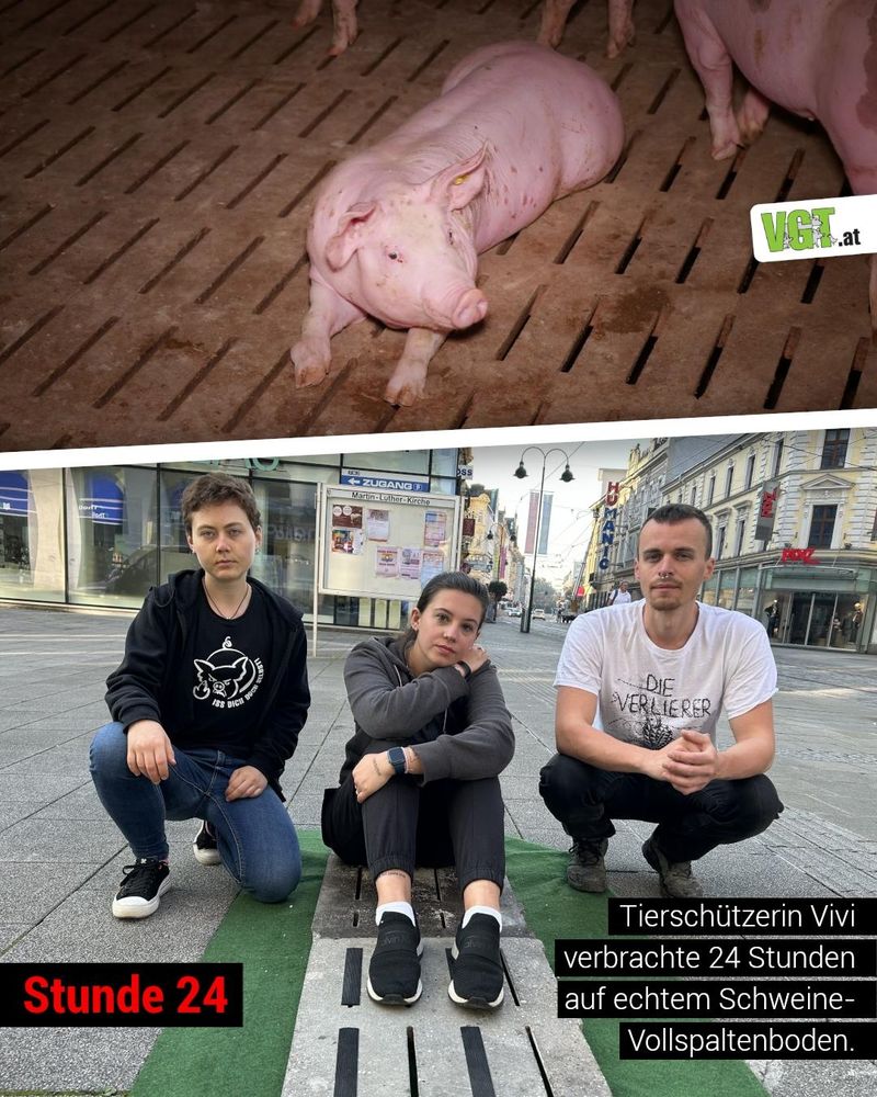 Eine Collage. Oben sieht man ein Schwein auf Vollspaltenboden. Unten unsere Aktiven auf Vollspaltenboden 