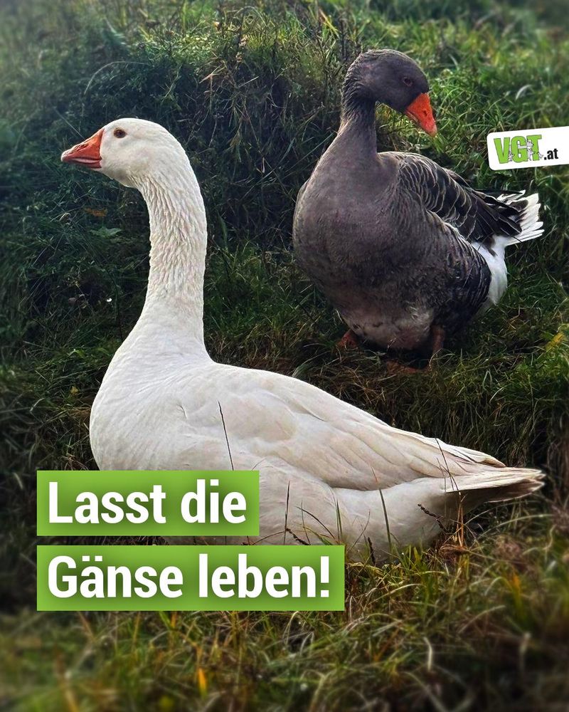 Bild von 2 Gänsen. Text: Lasst die Gänse leben!