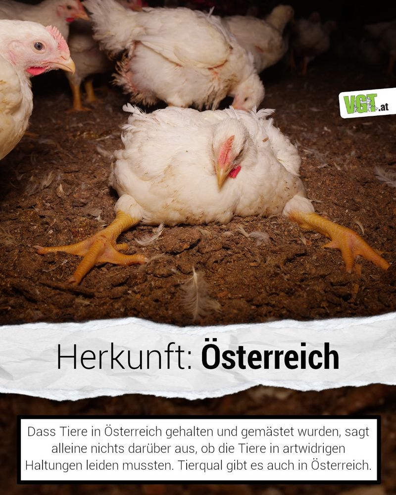 Auf dem Bild sogenannte Masthühner die verletzt sind oder nicht mehr aufstehen können aufgrund des Gewichtes. In der konventionellen Hühnermast in Österreich wird hauptsächlich die „Masthuhn-Hybride“ Ross 308 eingesetzt. Diese Tiere sind durch genetische Selektion auf unnatürliches, extrem schnelles Wachstum gezüchtet, um in kürzester Zeit möglichst viel Fleisch anzusetzen. Das bringt verheerende gesundheitliche Probleme mit sich. 

Gegen Ende der Mast nach nur 4-6 Wochen können sich diese Hühner oft kaum mehr bewegen. 😢🐔  

PETITION: https://vgt.at/de/petitionen/masthuhn-qualzucht