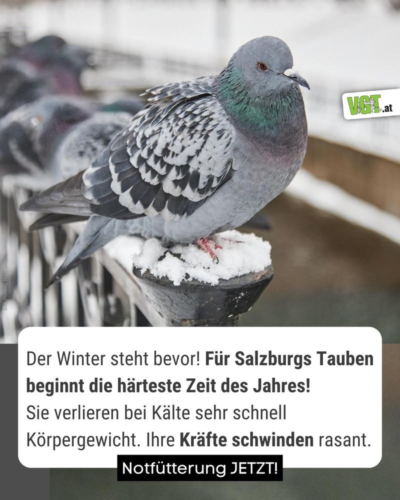 Das Bild zeigt eine Taube: Für Salzburgs Tauben beginnt die härteste Zeit des Jahres. 

▪️Tauben brauchen wesentlich mehr Nahrung, um nicht auszukühlen.
▪️Sie verlieren bei Kälte sehr schnell Körpergewicht.
▪️Ihre Kräfte schwinden rasant.