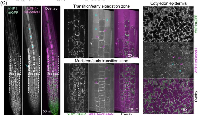 Description: Colocalization of AtFH1-mScarlet-I and the tonoplast marker VHP1:mGFP
Source: Fiugure from the Original study