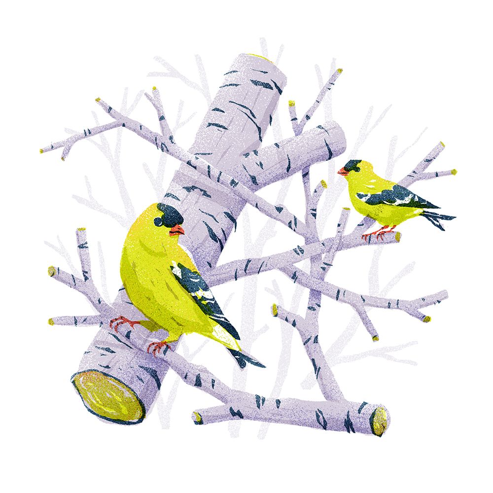 Illustrated yellow finches on truncated birch branches. Illustration style test for MUTI.