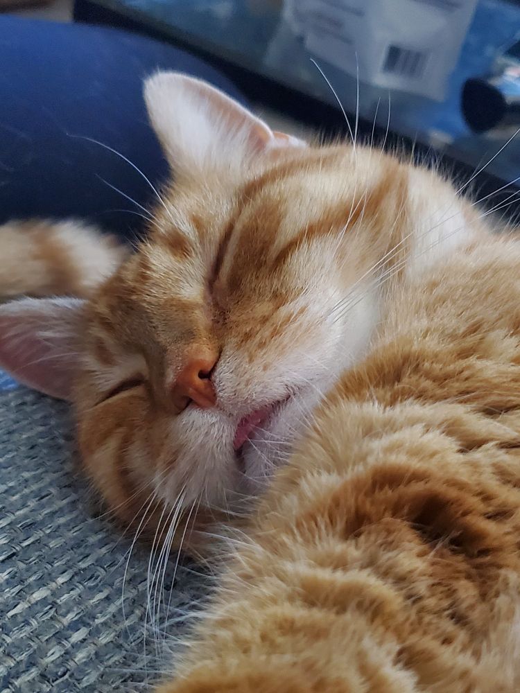 Orange cat sleeping, but with her tongue out
