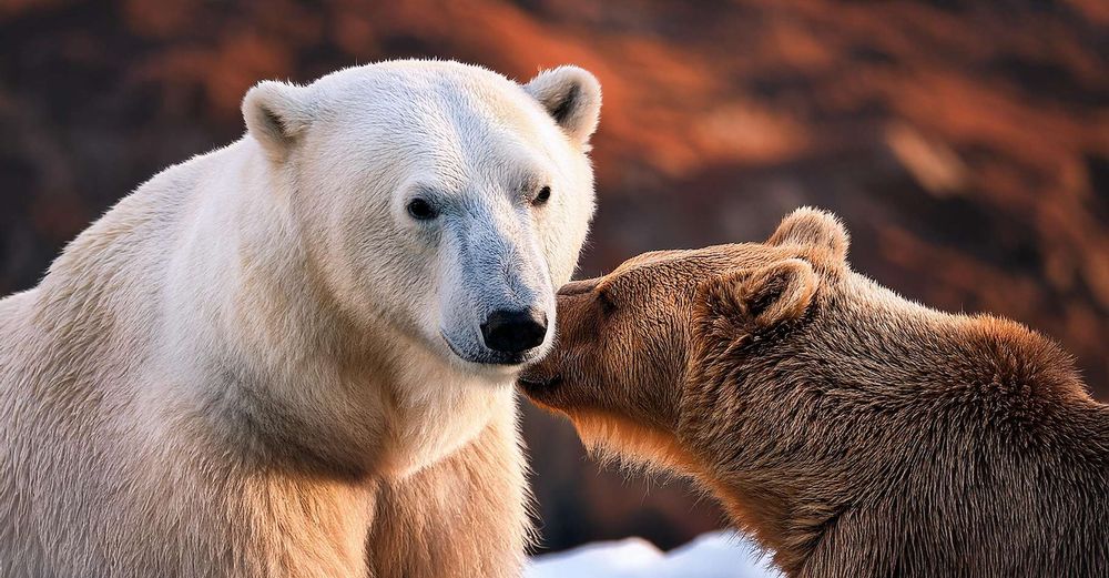 Les #ours polaires n’existent que depuis 70 000 ans : une #adaptation express à la vie en #Arctique