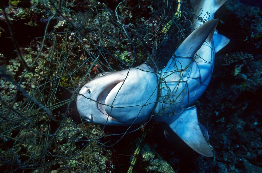 En images : cette plongeuse porte secours à un rarissime #requin grande-gueule de 5 mètres, remonté des profondeurs par un filet de #pêche