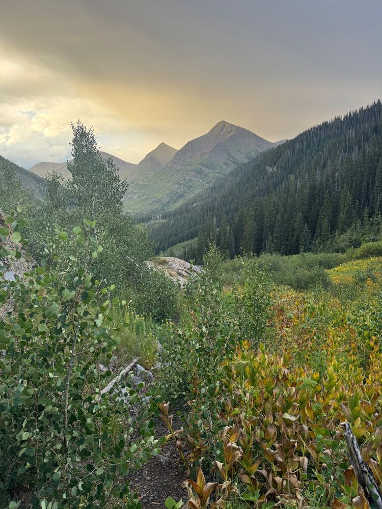 Morning view of a very overgrown trail with jagged peaks in the background