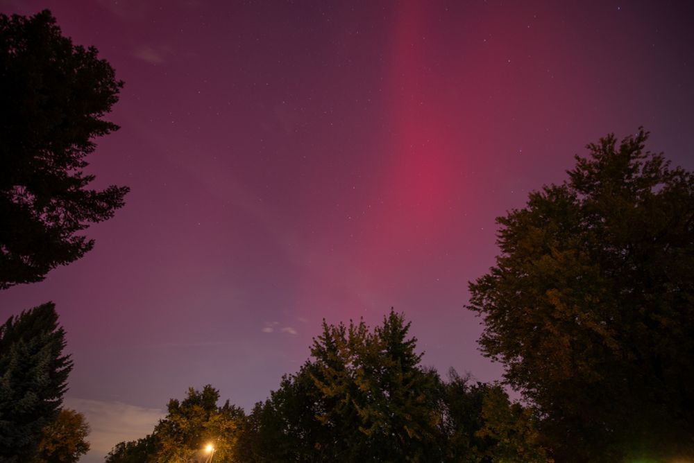 View of some trees and a streetlamp with wispy red aurora borealis in the sky.