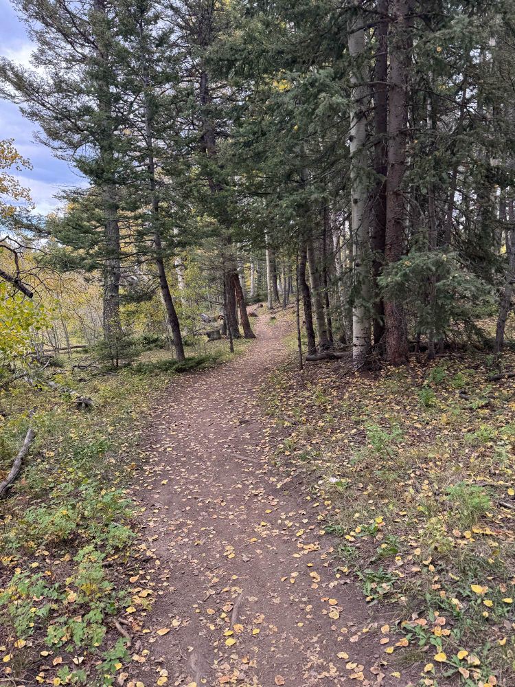 Fall colors starting to show on a trail flanked by pine trees