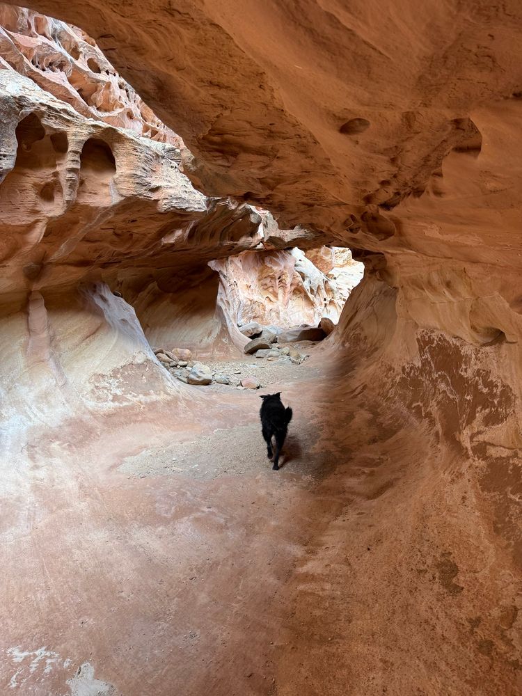 A good black dog in a slot canyon.