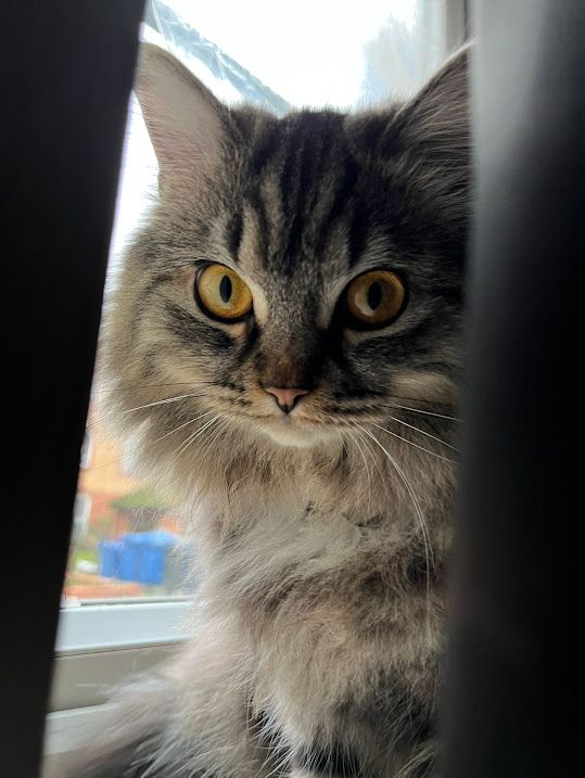Kiera the tabby fluffy kitten looking from behind the curtain concentrating hard on what I am about to tell her.