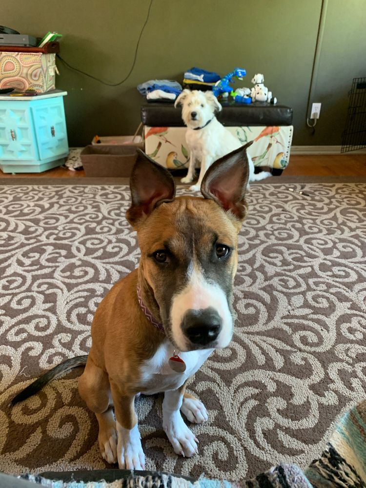 Brown and white dog with huge ears perked up… fluffy white dog in the background.
