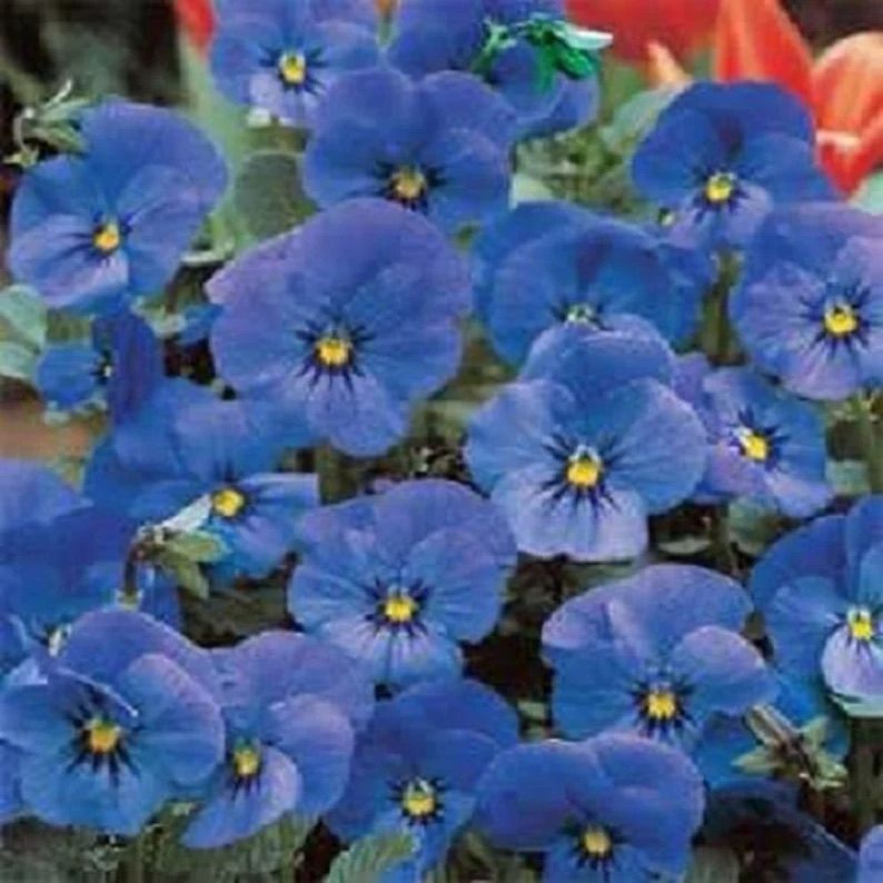 viola cornuta blue perfection
