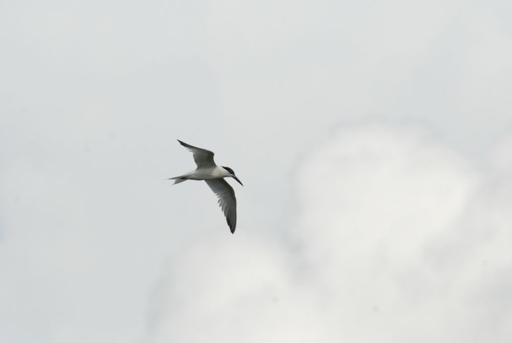 A tern in flight with a cloudy background 