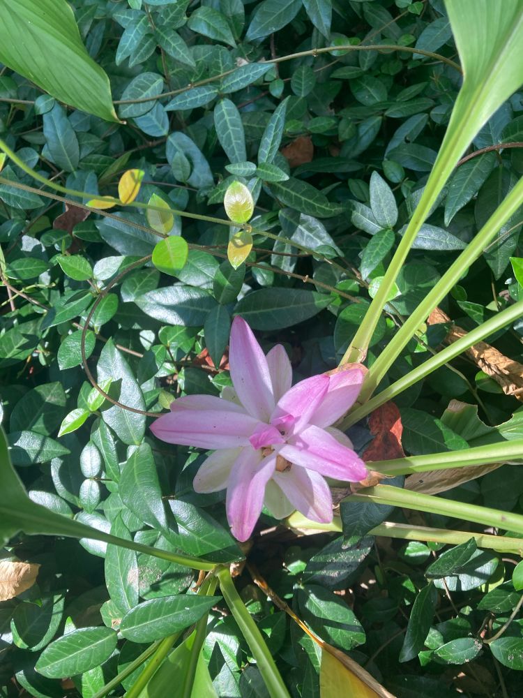 A turmeric Blossom New Orleans August 2025 