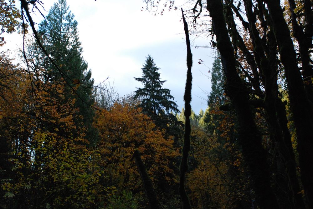 A Pacific Northwest forest scene 