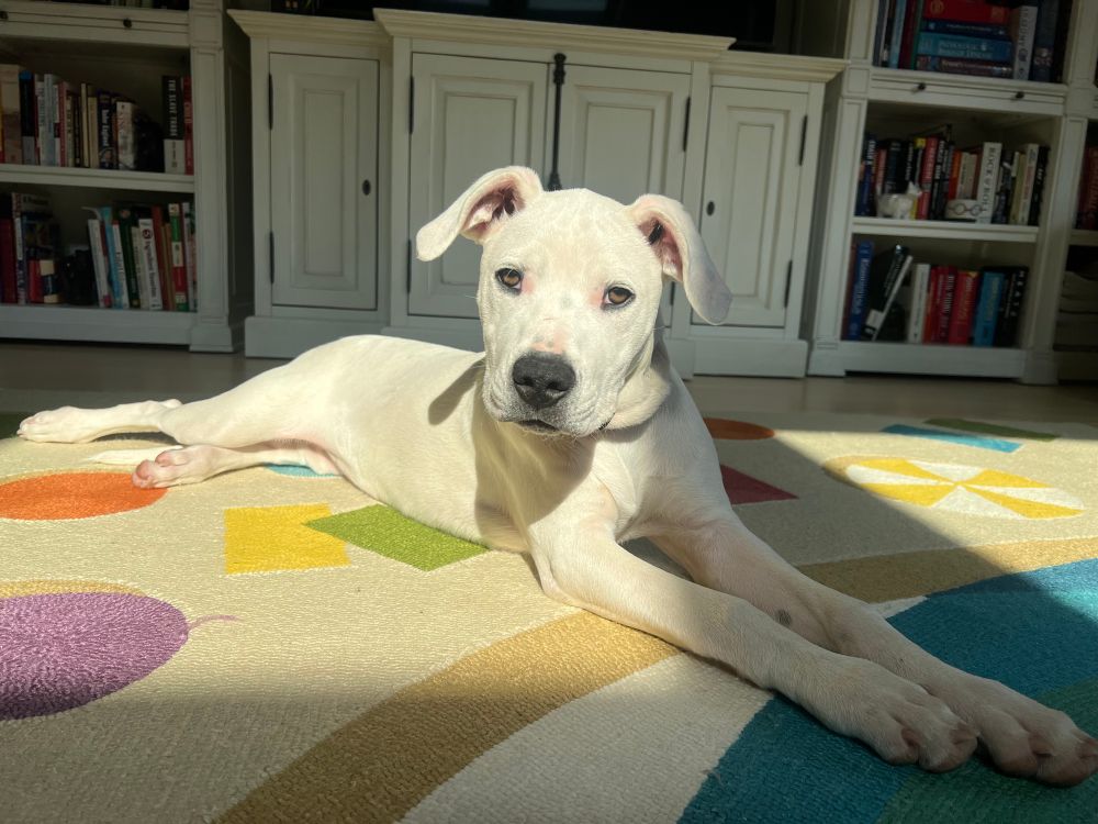 A six-month-old Dogo Argentino puppy laying down on a rug in a spot of sunlight