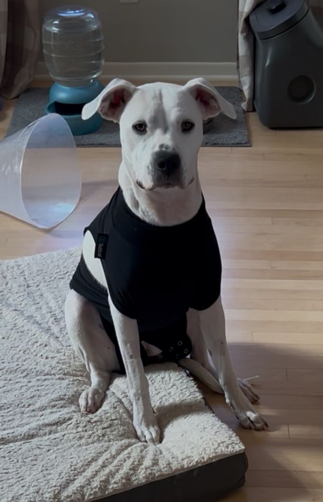 Dogo Argentino puppy sits on a dog bed on a hardwood floor, wearing a black recovery vest that looks like a mock turtleneck. The Cone of Shame rests behind her. 