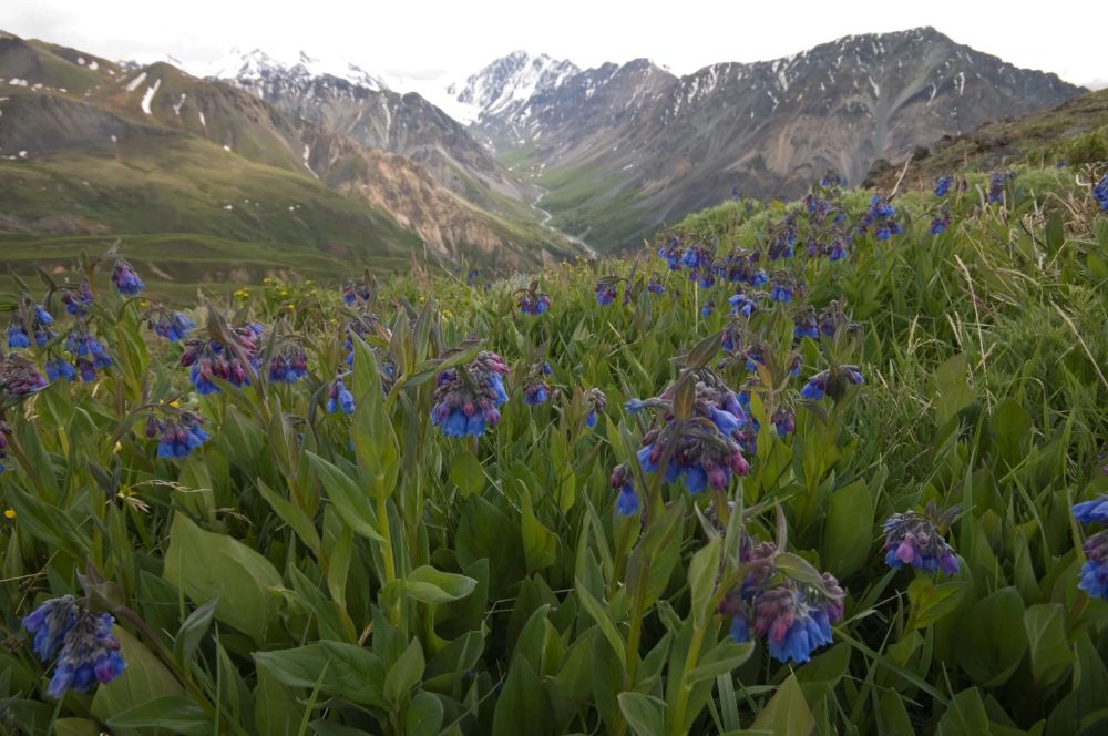 Mountain meadow in full bloom, Canada.