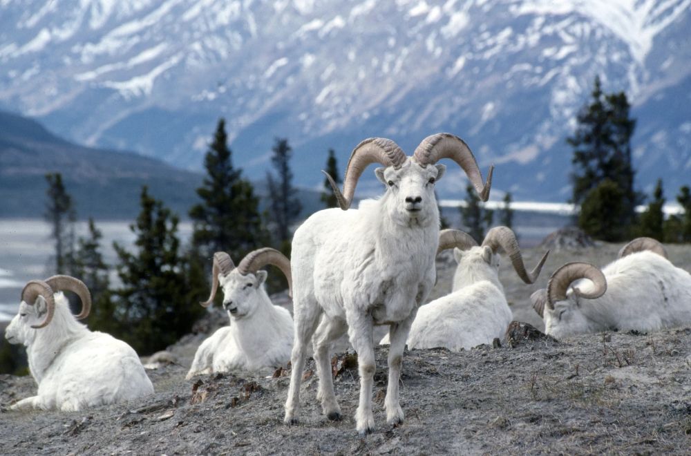Bighorn sheep, Canada.
