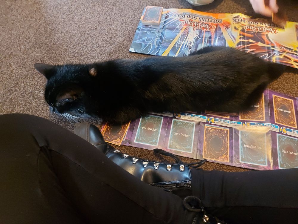 my cat on my yugioh mat