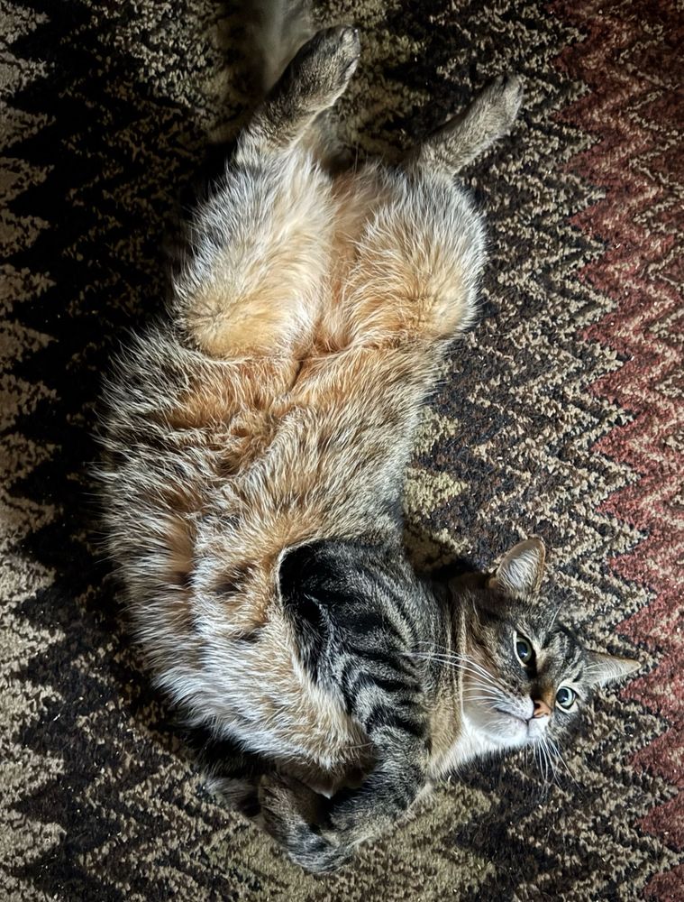tabby cat on back with head twisted to side 