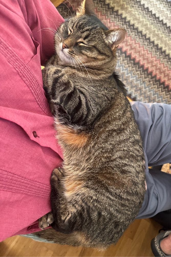 cat sleeping in a person’s lap