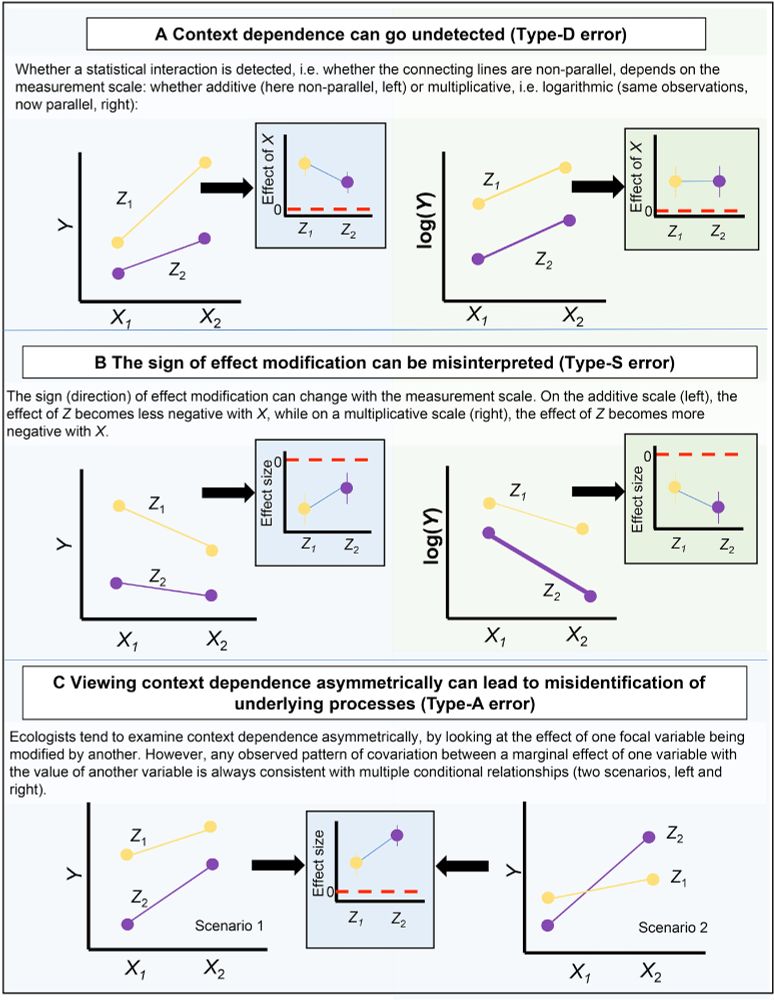 Three common inferential errors when investigating context dependence in ecology. Consider a test of context dependence in its most basic form: a 2 × 2 factorial experiment, measuring an ecological response Y, to the crossing of factors X and Z, each with two levels. The analyst fits a statistical model with an interaction term to the data: Y ~ X + Z + X × Z, to test for and quantify context dependence. Three inferential errors are possible when the measurement scale or symmetry of the interaction are overlooked: detection and magnitude (Type D), sign (Type S) and misidentification of underlying processes (Type A).