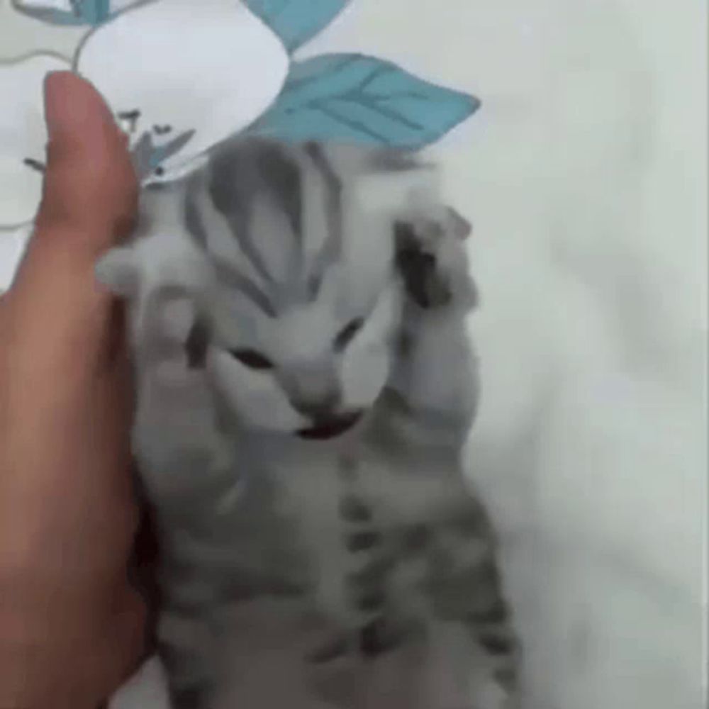 a person is holding a gray kitten in their hand