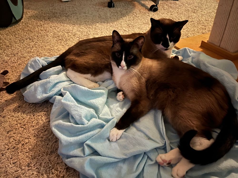 Two young snowshoe Siamese cats laying beside each other on a blue blanket.
