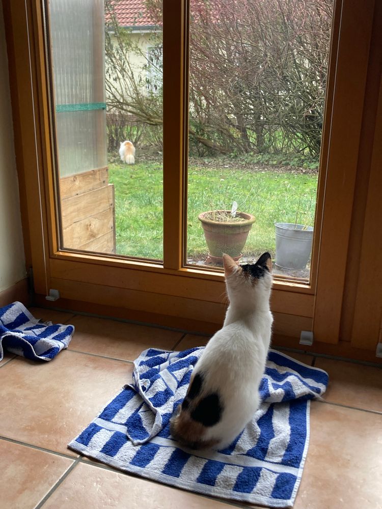 Kleine Glückskatze guckt aus dem Fenster nach draussen. Dort entfernt sich gerade der rot-weiße Kater auf der Wiese.