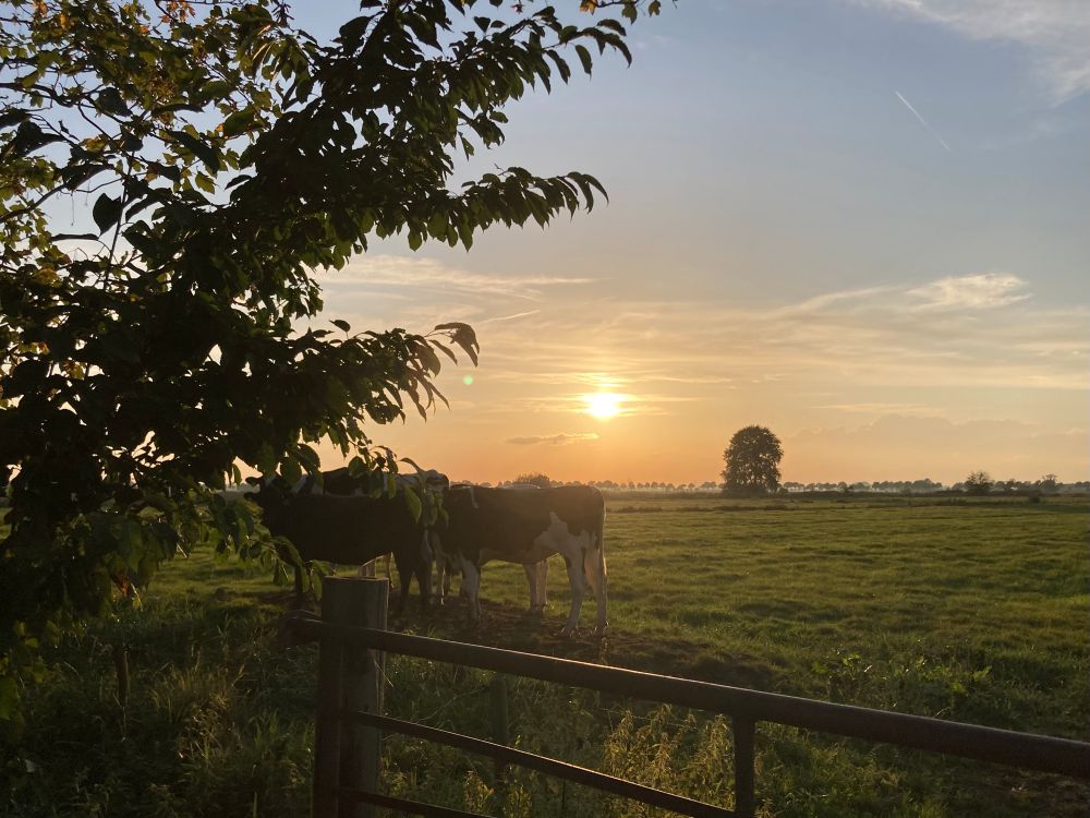 Sonnenu. Vorne ein Gitter vor einer Weide. Links ein Busch. Auf der Weide am Busch stehen Kühe im Gegenlicht. In der Ferne ein großer Baum rechts der Mitte. Mittig eine gelbe Sonne am nach unten rötlichen himmel. 