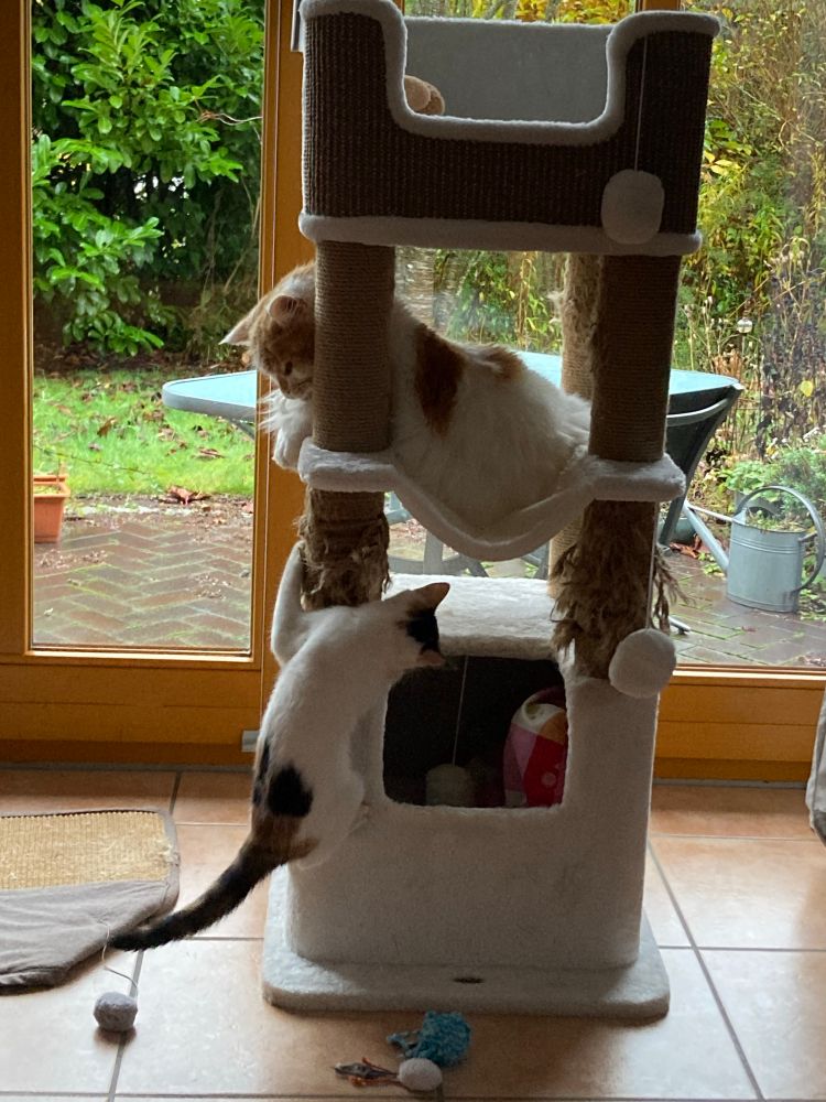 Der rot-weiße Kater liegt in der Hängematte vom Kratzbaum. Die kleine Glückskatze will zu ihm hochklettern. 