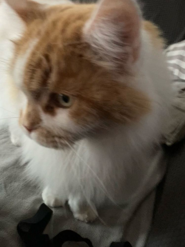 Der rot-weiße Kater in Nahaufnahme: er sitzt direkt vor uns. 