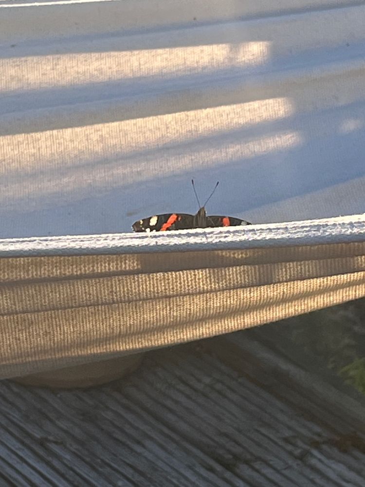 A butterfly obsessed with sunning its wings in the sunset on the hammock,  despite roosting jackdaws. Back and back. 