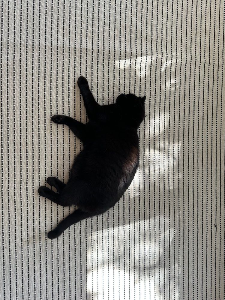 A black cat lying on its side on a white rug with a vertical stitch detail in navy. A rectangle of light has leaves in shadow which he’s half into. 