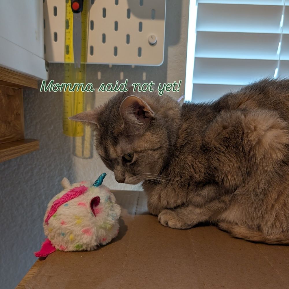 Seraph, a torbie cat, stares at Mischief, a plushie rainbow unicorn and says "Momma said not yet!"