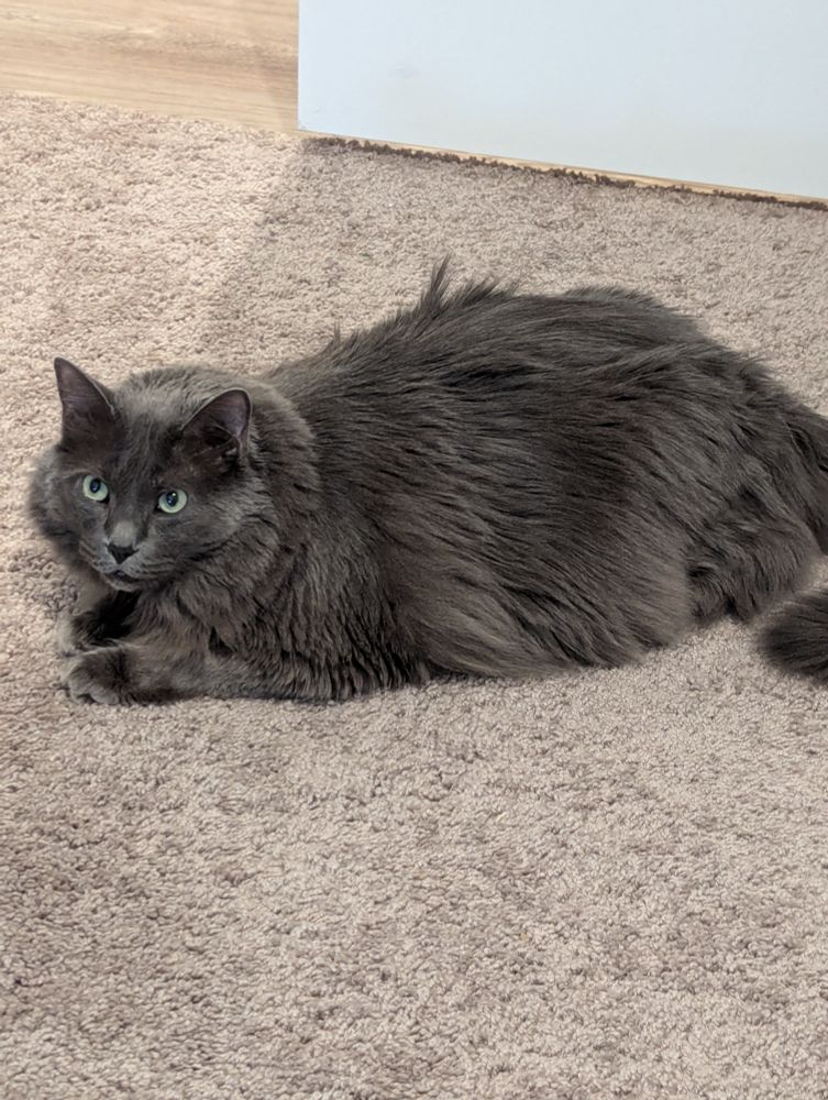 A dark gray fuzzy cat laying on light gray carpet and looking at the camera anxiously.
