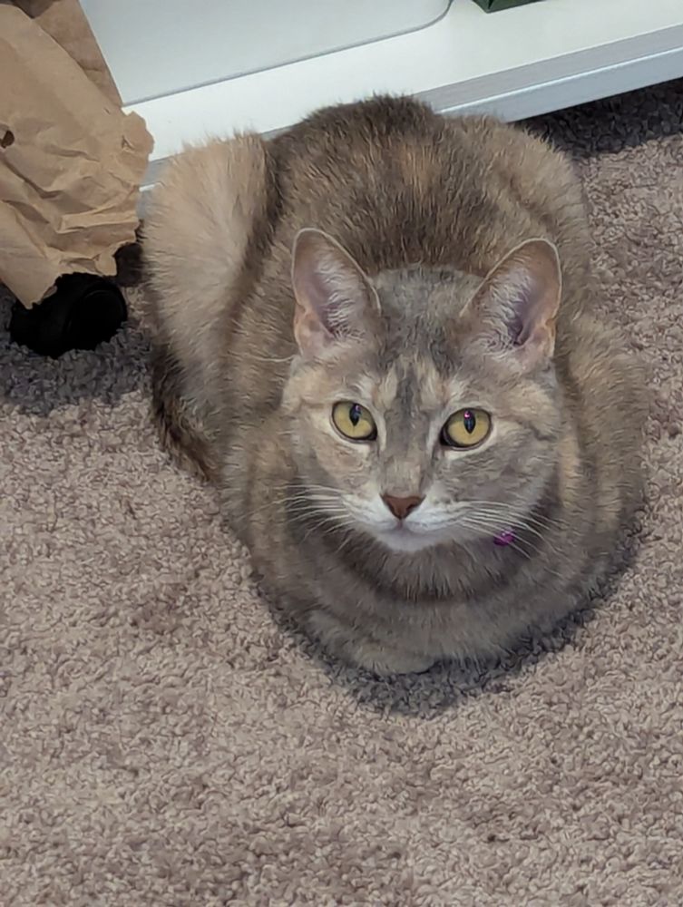 A gray tabby/torbie cat with yellow eyes sitting in loaf position on gray carpet and glaring at the camera