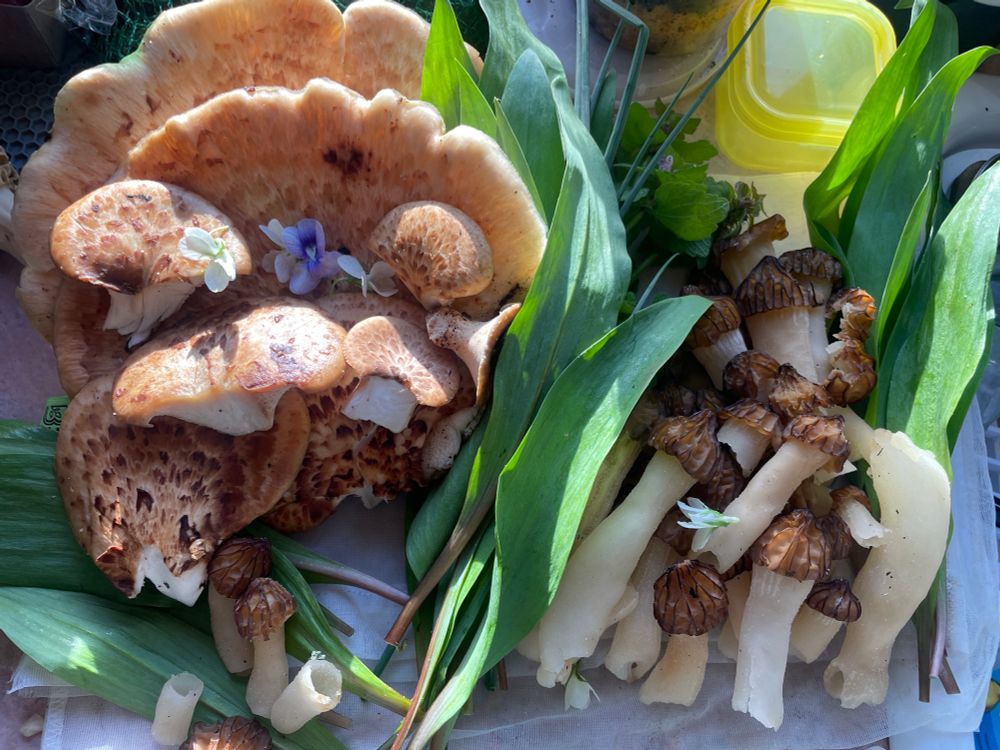pheasant back mushrooms, half free morels, ramps, dead nettles, chives and woodland violets!