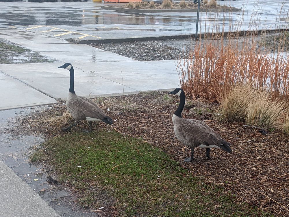 A photo of two Canadian geese near a parking lot in the rain. 