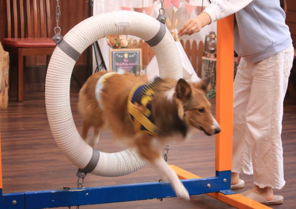 わっかをくぐる犬