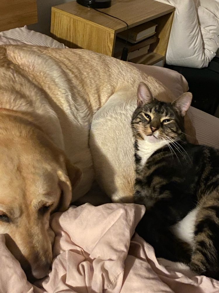 A golden Labrador and a tabby cat being snuggly in low light on a rumpled blush doona. The car looks up and is very pleased.